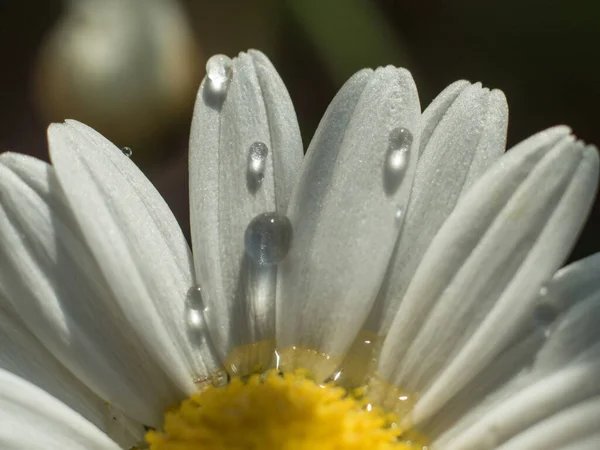 Macro Pétalas Margarida Com Pequenas Gotas Água — Fotografia de Stock