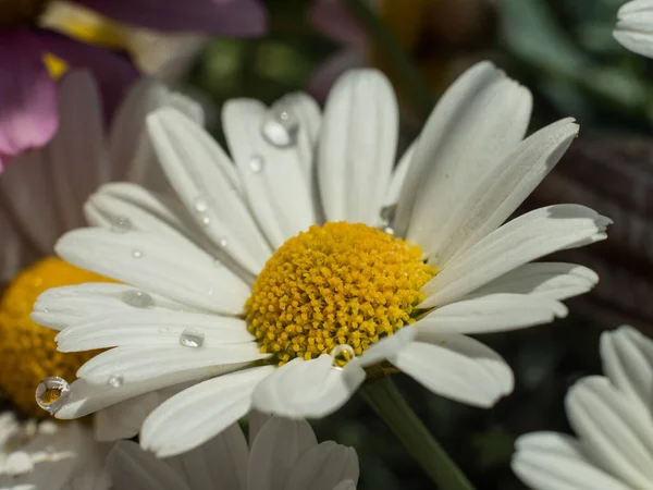 Makro Tusensköna Kronblad Med Små Droppar Vatten — Stockfoto