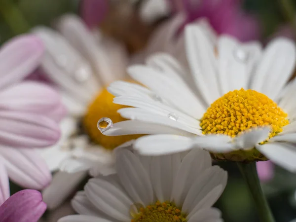 小さな水滴を持つデイジー花弁のマクロ — ストック写真