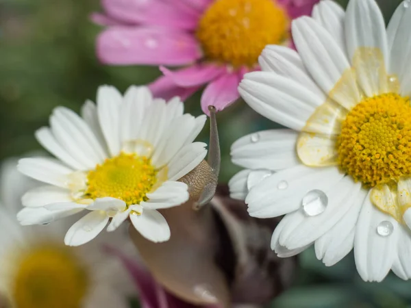 水に浸した花弁を持つデイジー花植物のカタツムリのマクロ — ストック写真