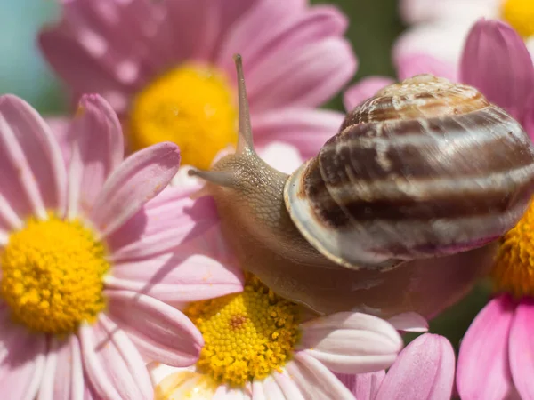 Macro Snail Daisy Flower Plant Water Soaked Petals — Stock Photo, Image