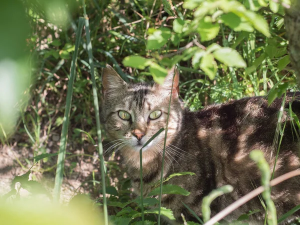 Retrato Gato Sombra Entre Folhas — Fotografia de Stock