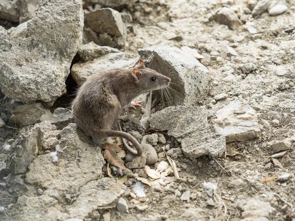 Szczur Wśród Kamieni Zewnątrz Ulicy Profil Ulicznego Szczura Rozglądasz Się — Zdjęcie stockowe