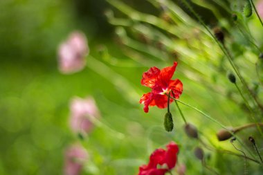 Yazın bahçede kırmızı haşhaş