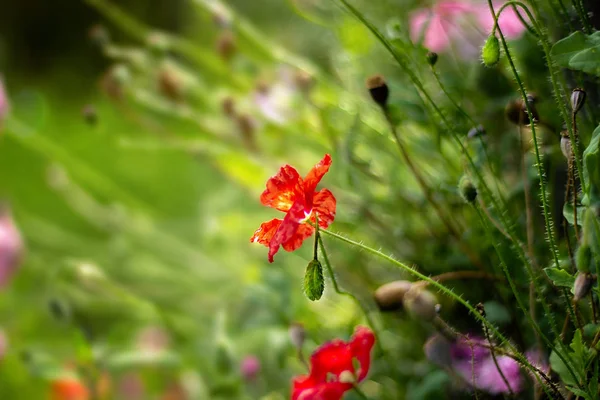 Rode Papaver Tuin Zomer — Stockfoto