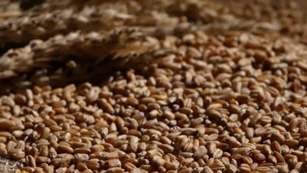 Buğday Taneleri Tarım Ürünleri Hasadı — Stok video