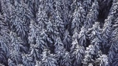 Helikopter manzaralı kozalaklı bir orman. 