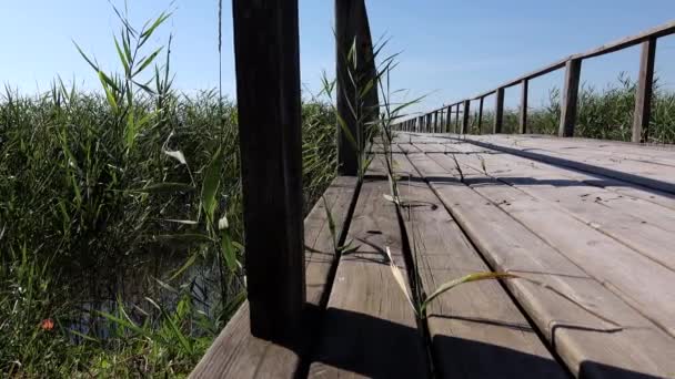 Puente Través Las Cañas Lago — Vídeo de stock