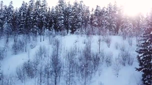 Barrskogen Solnedgången — Stockvideo