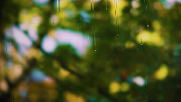 Drops Rain Run Glass Branches — Stock Video