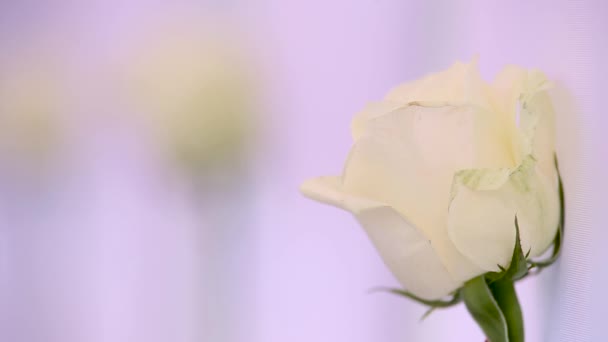 Restaurant Est Décoré Avec Des Roses Pour Les Mariages — Video