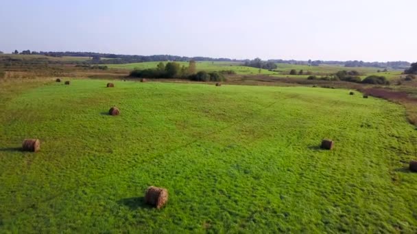Wheat Field Sheaves Harvest — Stock Video