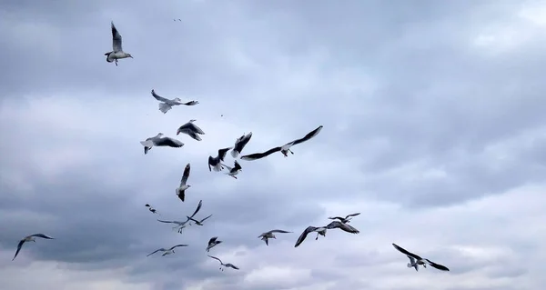 A flock of seagulls on cloudy sky background — Stock Photo, Image