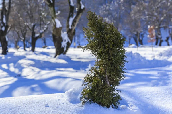 Mladý strom v zimě — Stock fotografie