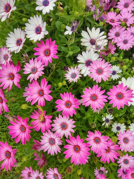 A flower bed of daisies — Stock Photo, Image