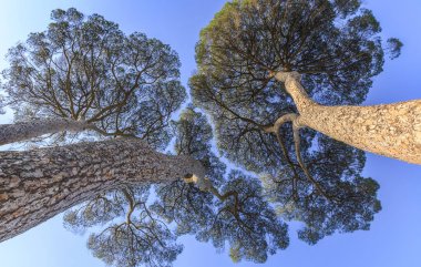Pinus pinea İtalya toprakları üzerinde büyüyen