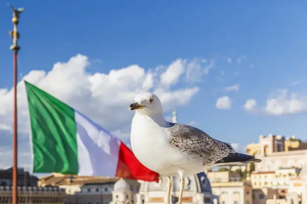 Racek na pozadí italskou vlajkou a modrá obloha — Stock fotografie