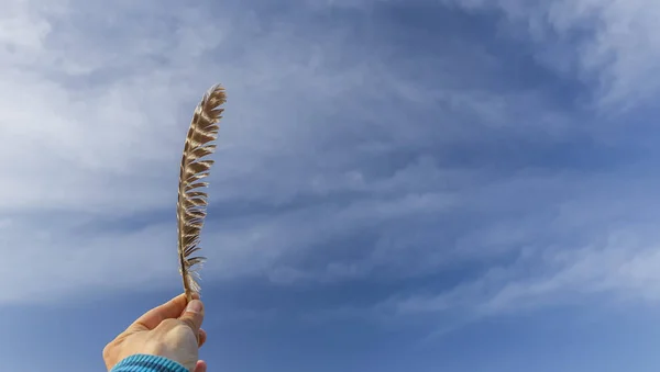 Hand holding bird feather in hand