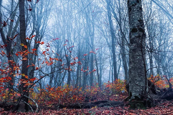 Forêt d'automne brumeuse — Photo