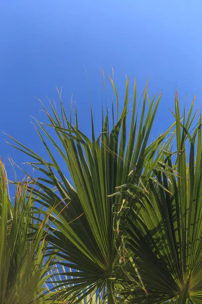 Folhas de palmeiras contra o céu azul — Fotografia de Stock