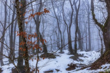 Siste karla kaplı orman