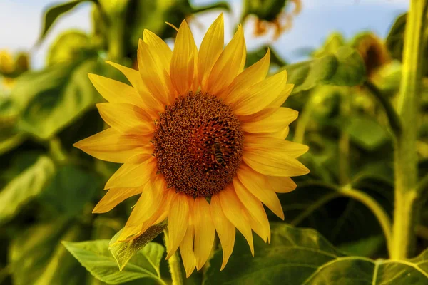 Une abeille assise sur un tournesol — Photo