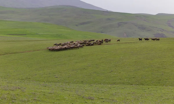 Стадо овец, пасущихся рядом с древними мавзолеями — стоковое фото