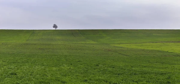 春の野での孤独な木 — ストック写真