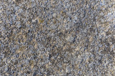 Antik taş dokusuna yosun kaplı