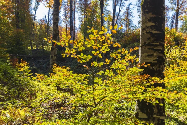 Colores otoñales en un bosque de montaña — Foto de Stock