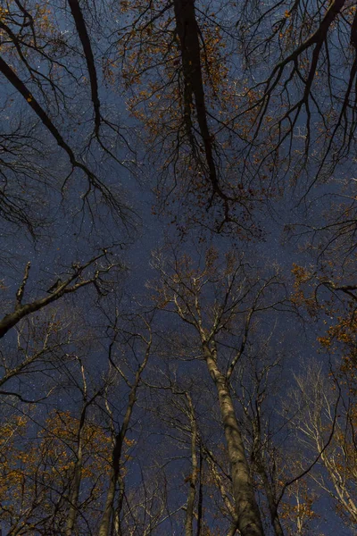 月明かりと星空の下の夜の秋の森 — ストック写真