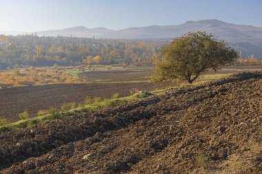 Yalnız Ayakta Duran Ağaç Tarlası