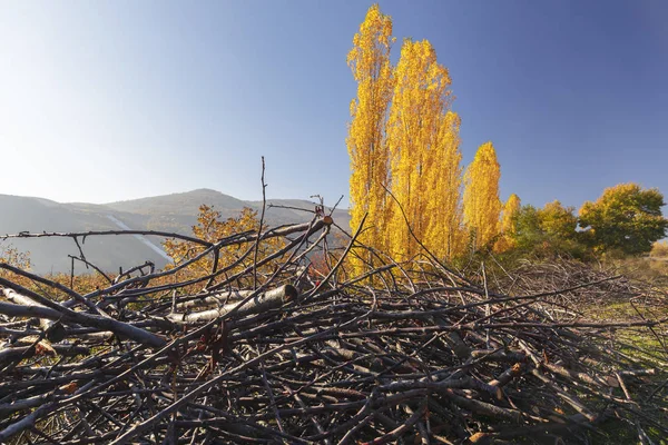 Collected in a bunch of brushwood on the background of autumn po — Stock Photo, Image