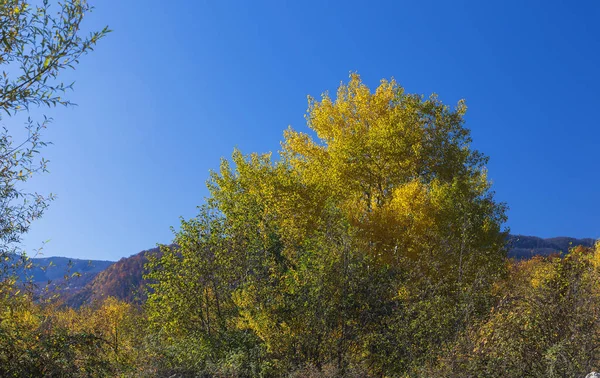 Follaje amarillento en un árbol en otoño — Foto de Stock