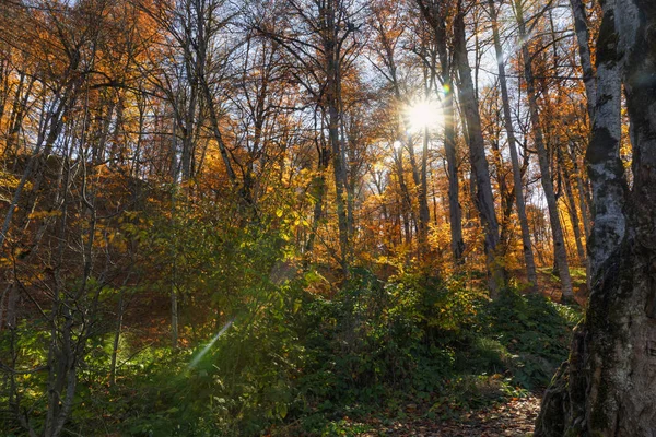 Hermoso bosque de otoño en las montañas — Foto de Stock