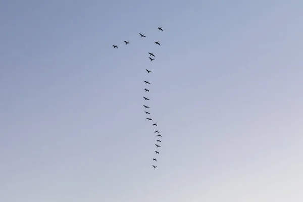 Migratory birds flying wedge