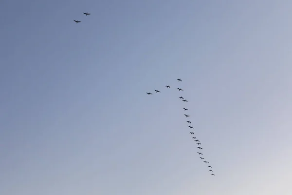 Migratory birds flying wedge — Stock Image Migratory birds flying wedge Royalty Free Stock Images