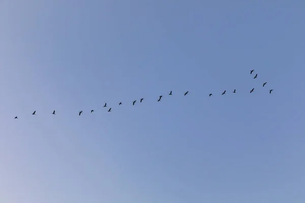 Migratory birds flying wedge — Stock Image Migratory birds flying wedge Stock Photo