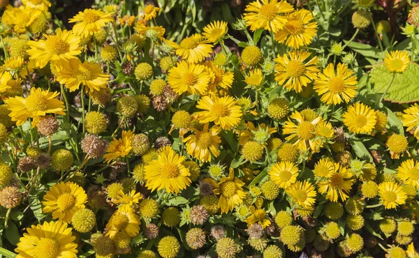 Virágágyás virágzó sárga százszorszépekkel — Stock Fotó