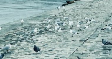 Martılar denizin kıyısında yüzüyor ve uçuyor.