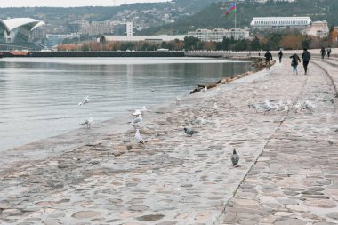 Bakü Bulvarı 'nın tepesinde martılar ve güvercinler.
