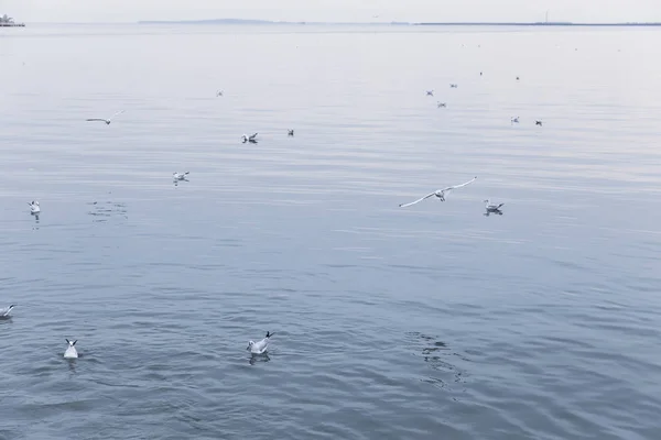 Sirályok lebegnek és repülnek a tenger partján — Stock Fotó