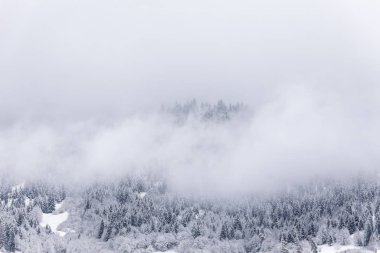 Dağlardaki kozalaklı ormanlar karla kaplı ve kaplanmış.