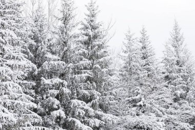 Dağlardaki kozalaklı ormanlar karla kaplı ve kaplanmış.