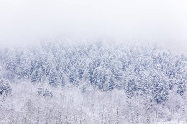 Dağlardaki kozalaklı ormanlar karla kaplı ve kaplanmış.