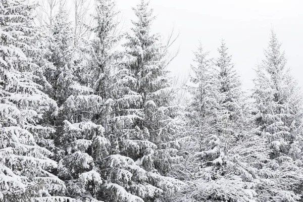 Forêt de conifères dans les montagnes couvertes de neige et couvertes — Photo