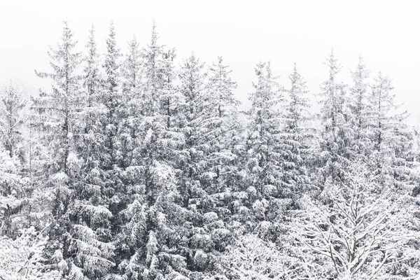 Floresta de coníferas nas montanhas coberta de neve e coberta — Fotografia de Stock