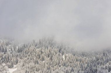 Dağlardaki kozalaklı ormanlar karla kaplı ve kaplanmış.