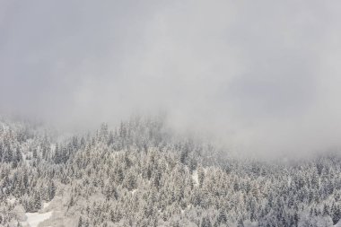 Dağlardaki kozalaklı ormanlar karla kaplı ve kaplanmış.