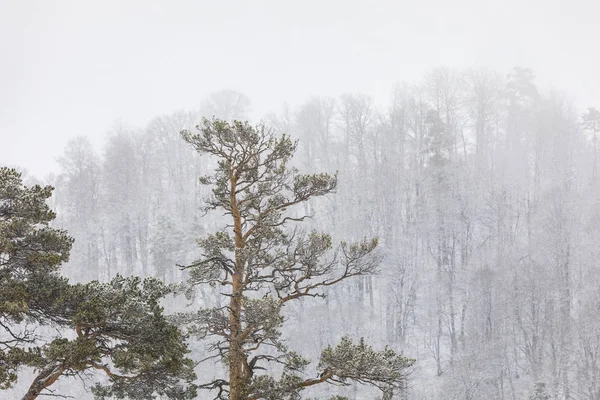 Un grand conifère sur fond de forêt hivernale et de neige — Photo